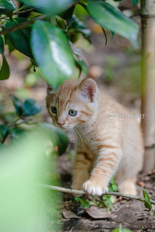 花园里的小猫