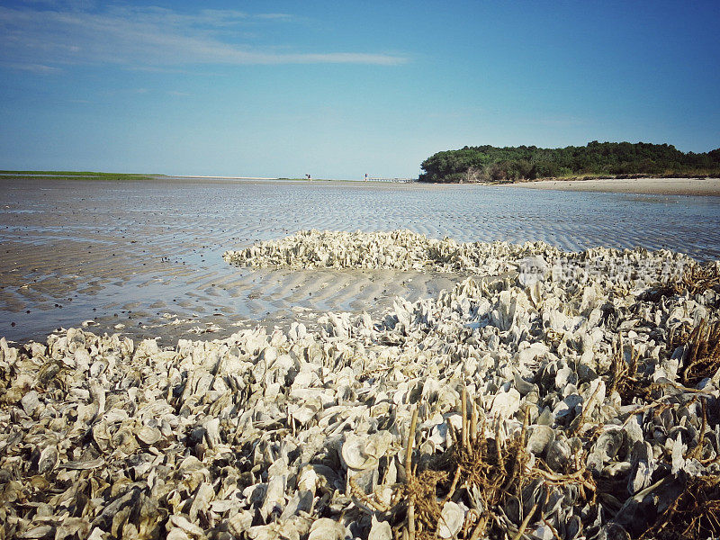 公共南卡罗来纳海滩海岸，蛤，牡蛎壳床