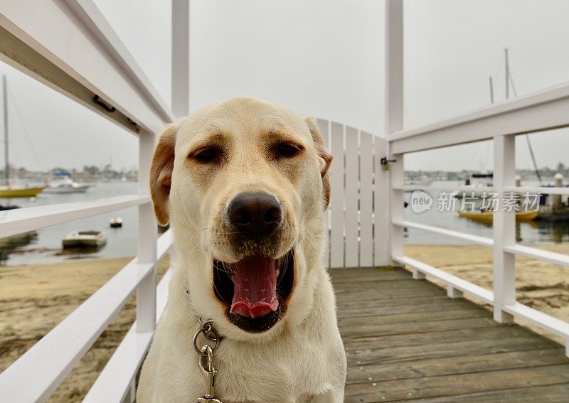 拉布拉多寻回犬