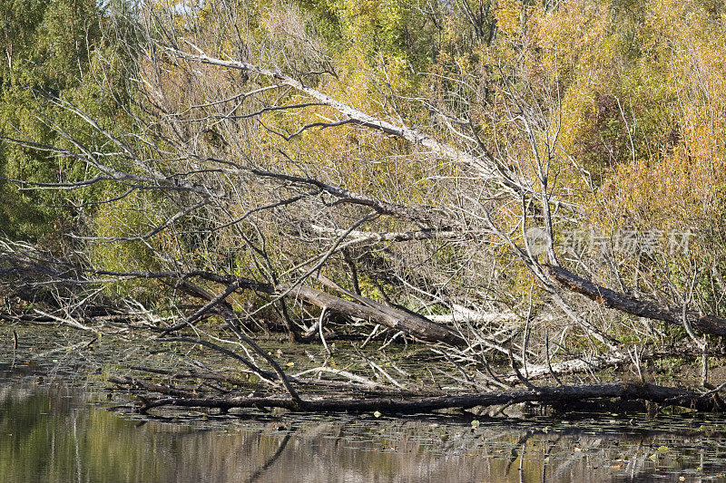 秋天的树叶和一棵落在湖面上的树