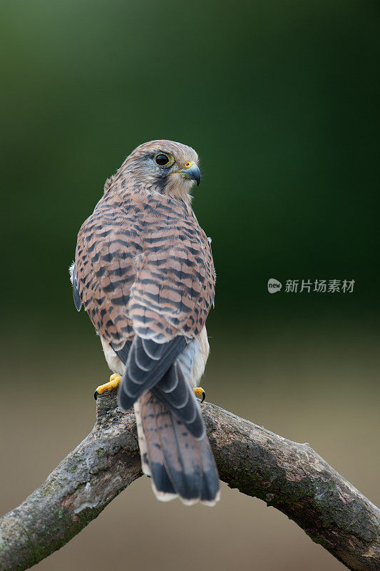 雌红隼栖息在树枝上