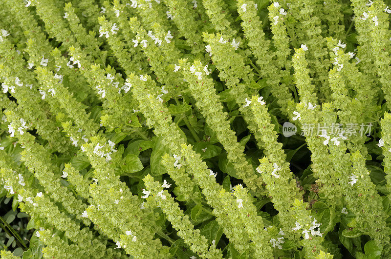 罗勒植物