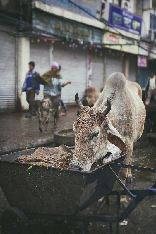 印度旧德里大街上的奶牛