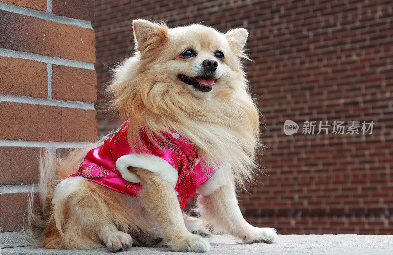 穿着粉红色外套的博美犬