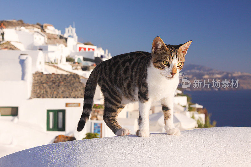 希腊圣托里尼岛的流浪猫