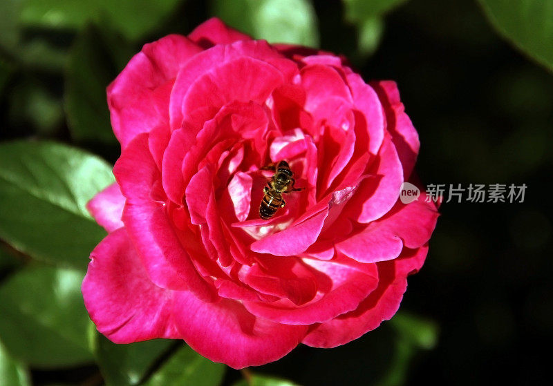 玫瑰上的蜜蜂