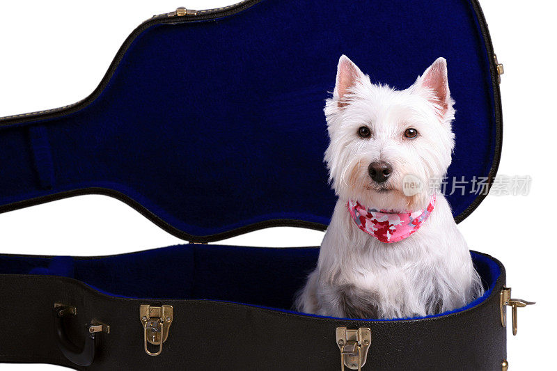 Westie狗在吉他箱孤立的白色背景