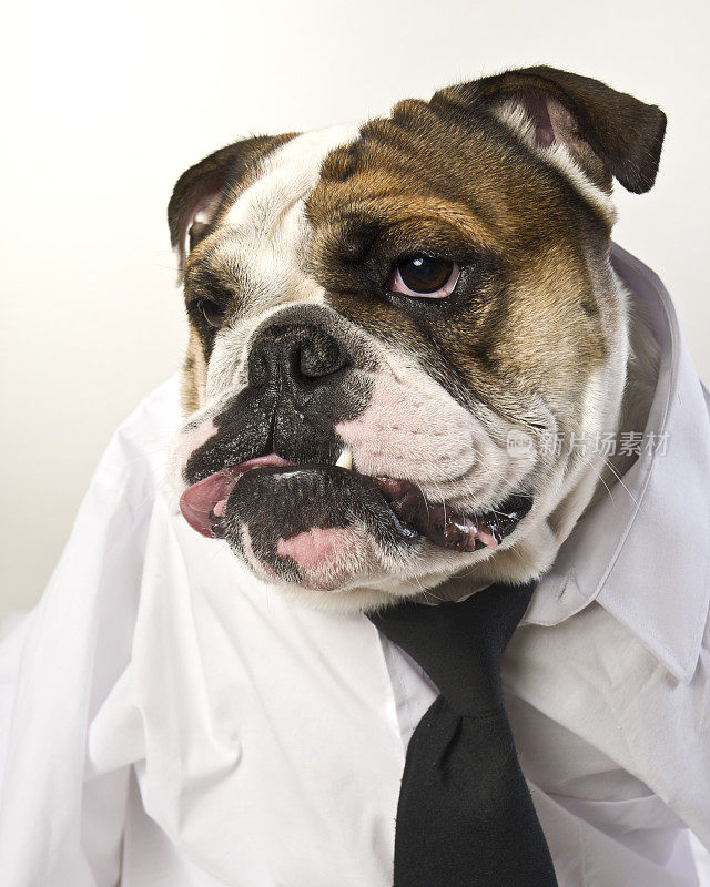 伤心失望的英国斗牛犬在商务着装白衬衫领带