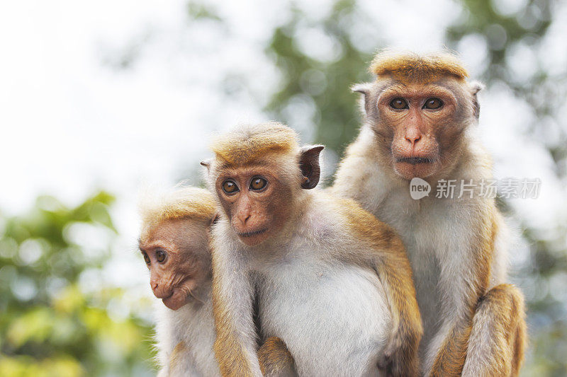 三只成年小猴宝宝和妈妈斯里兰卡