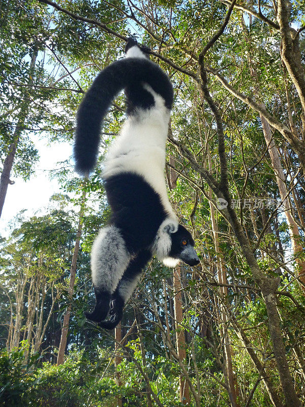 濒危的黑白卷毛狐猴在马达加斯加倒悬