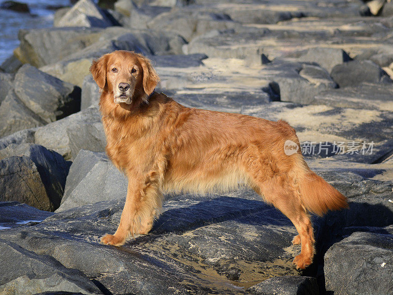 海滩上的金毛寻回犬