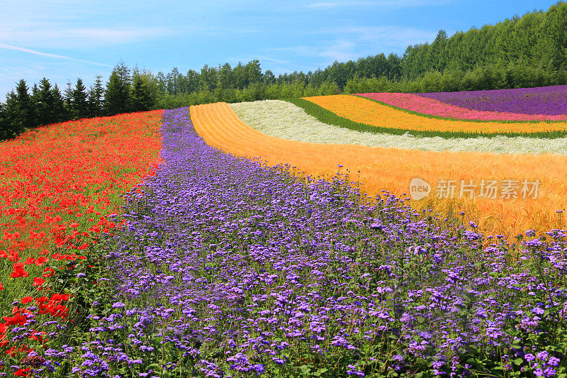 北海道夏日花田