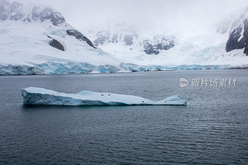 南极洲:浮冰上的海狗