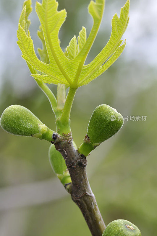 树上的小的绿色无花果果实