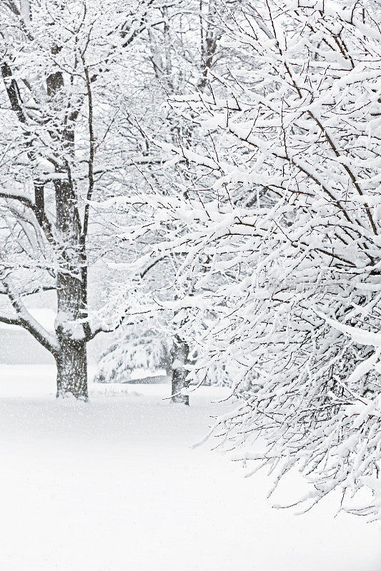 暴雪抽象树