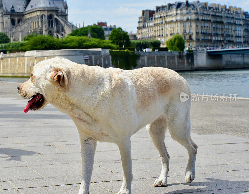 巴黎拉布拉多寻回犬