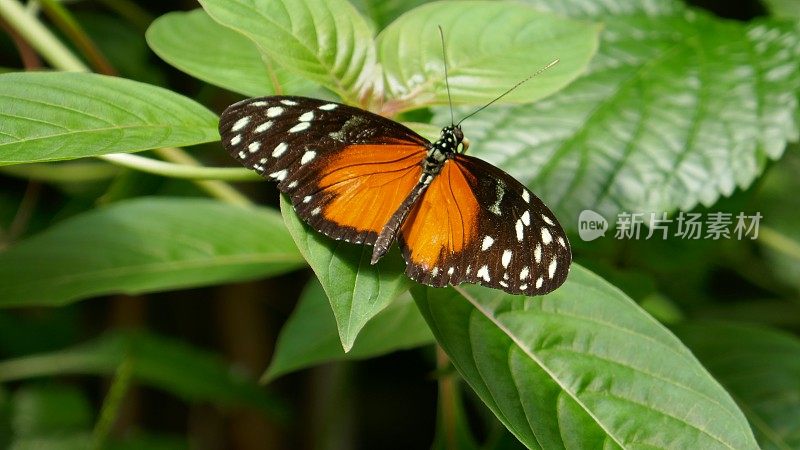 黄金Longwing蝴蝶