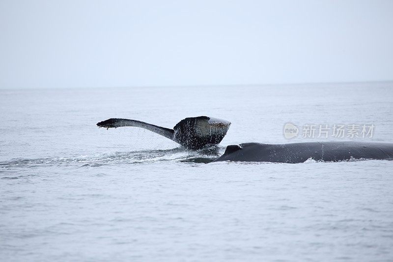 美国加州蒙特雷的座头鲸