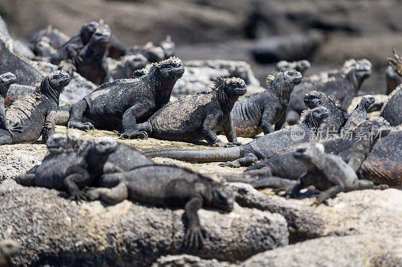 加拉帕戈斯群岛上的大群海鬣蜥
