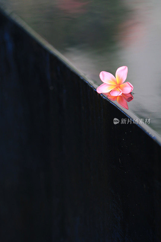 美丽的鸡蛋花在水上