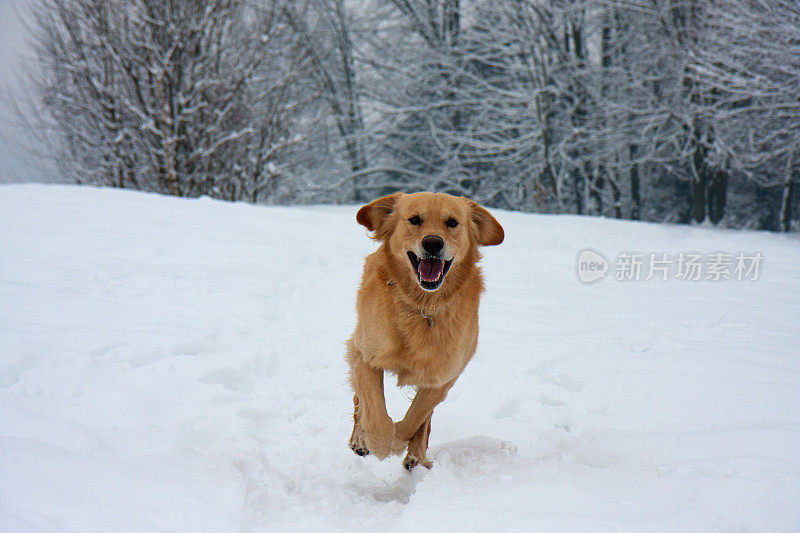 金毛猎犬在雪地里奔跑