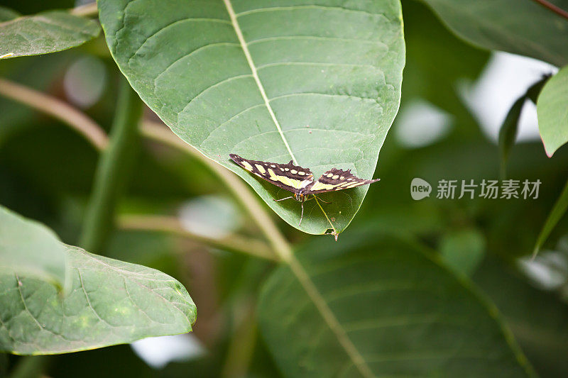 帕皮利奥·德莫莱乌斯