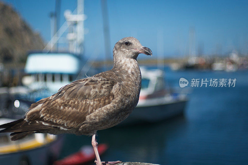 莫罗湾的海鸟