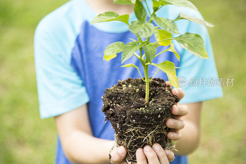 小男孩把幼苗种在户外的泥土里。