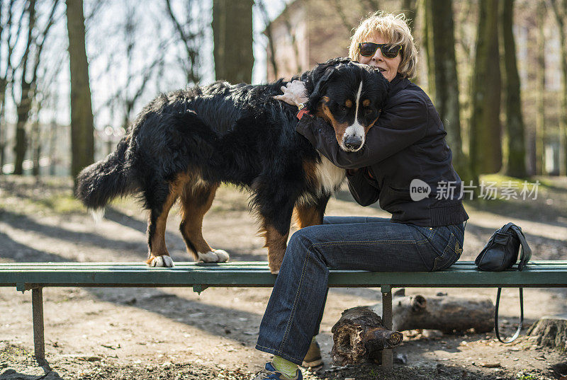 这位50岁的成熟迷人的女士在公园的长椅上拥抱着伯恩斯山地犬