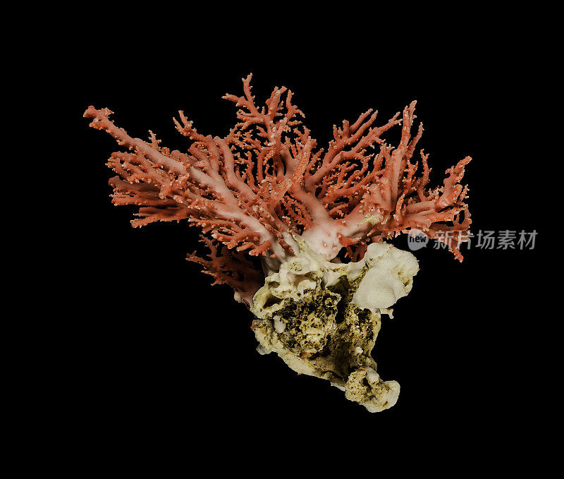令人惊叹的粉红色花树深海珊瑚
