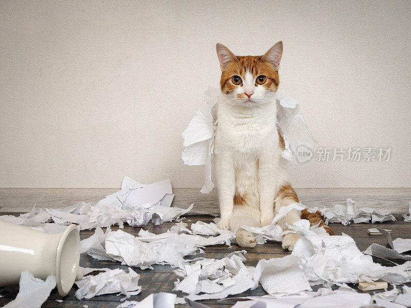 有趣的猫弄得一团糟，撕毁了纸