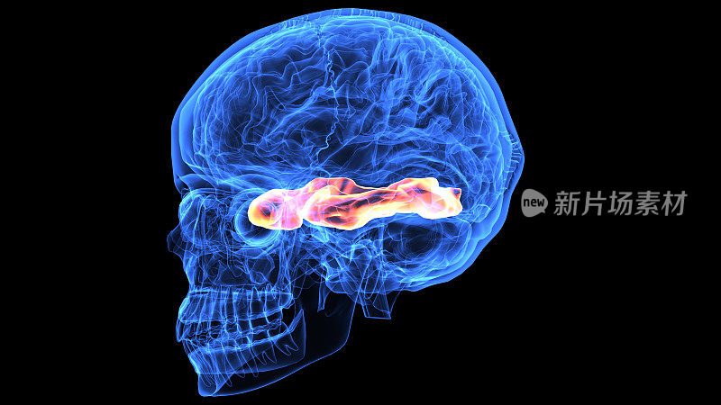 人体大脑解剖部分的3d插图