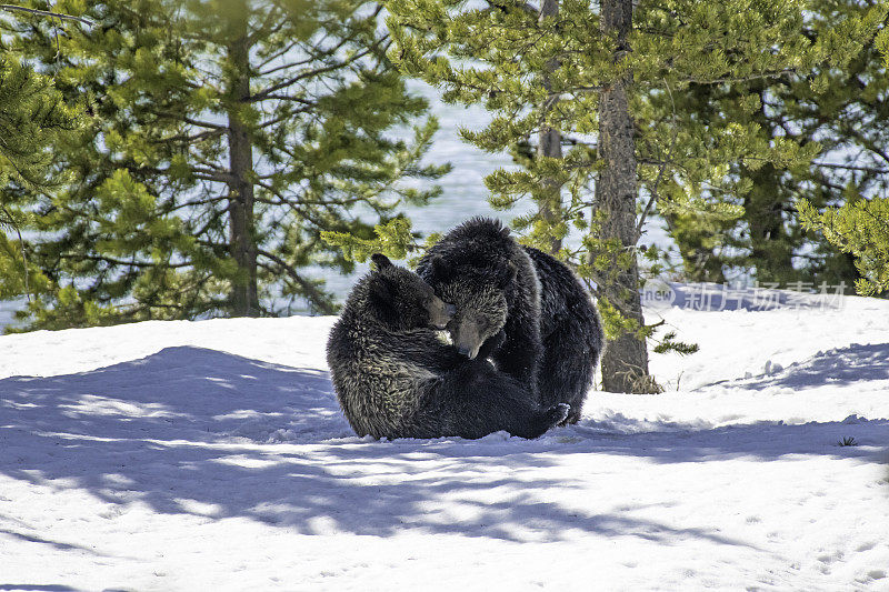 灰熊在雪地里玩耍、打架、摔跤