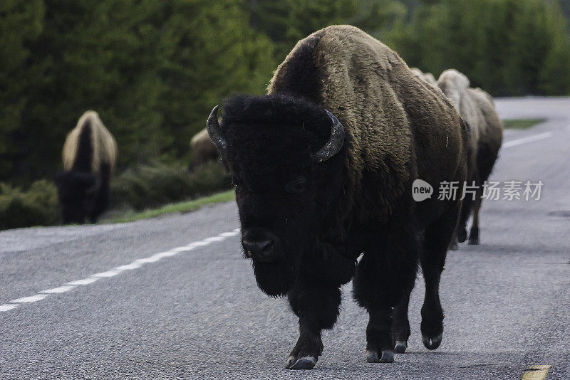 黄石公园的路是野牛的