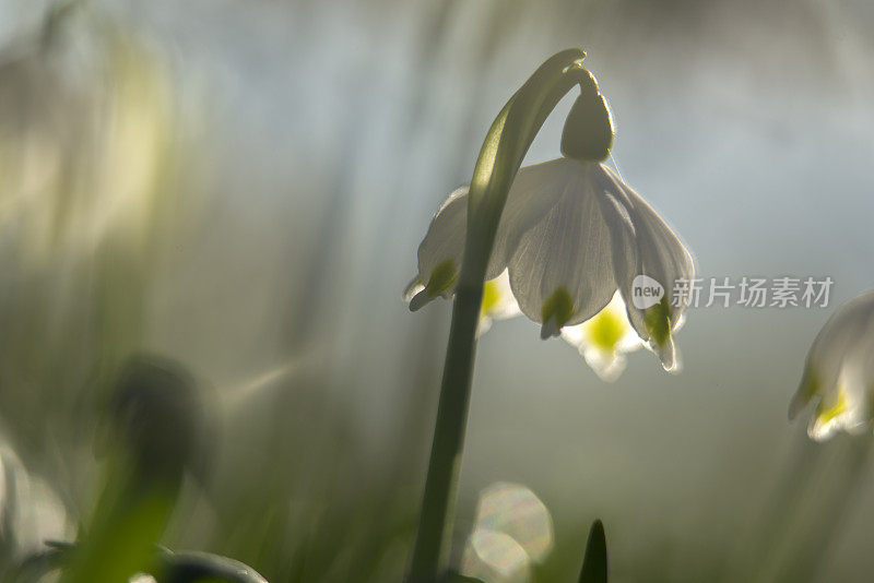 春天的雪花花(白花)在春天，闭合