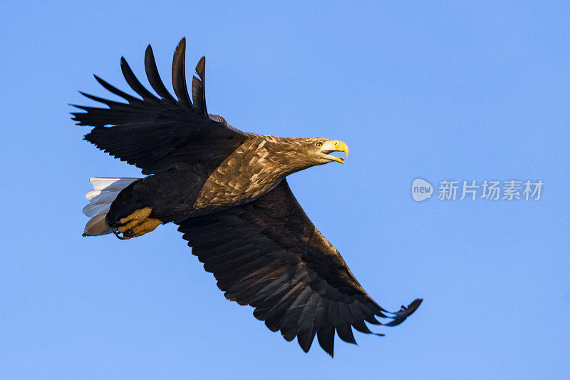 在挪威北部上空觅食的白尾鹰或海鹰