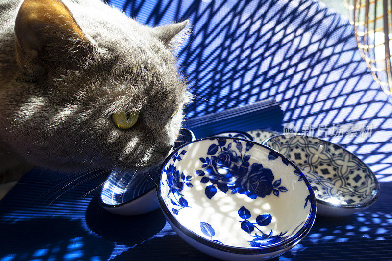 蓝色纸和陶瓷上的藤影猫。