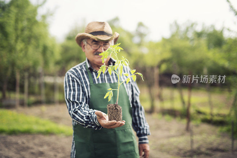 年轻的植物在资深的手，农民抱着植物的肖像。