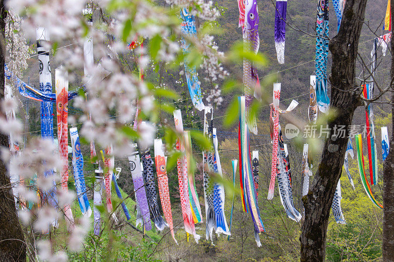 樱花和木纹