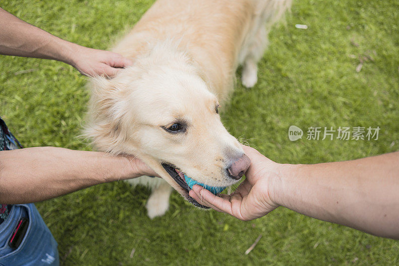 一只黄色的金毛猎犬正坐在公园的草地上，嘴里叼着一个蓝色的球，而他的主人正在抚摸它