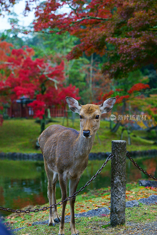 日本奈良的鹿