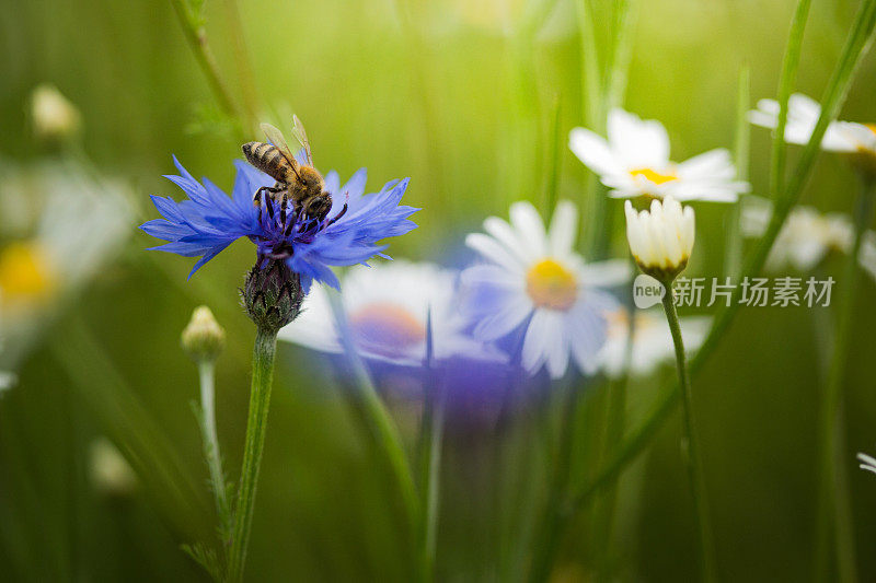 蜜蜂从矢车菊上采集花粉