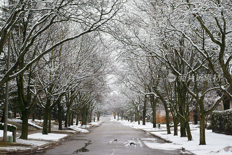 雪景多伦多公园