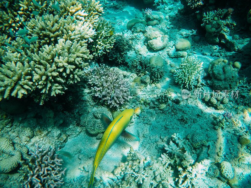 红海中的水下珊瑚礁