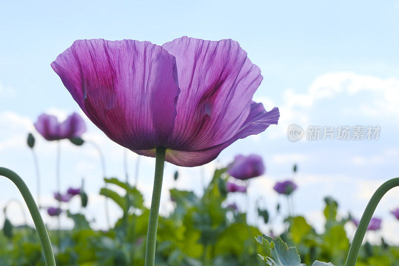 在明亮的阳光下，田野上的紫罗兰花