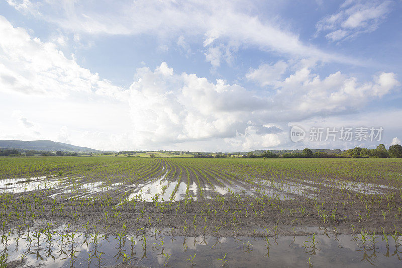 大雨后在玉米地里的大水坑