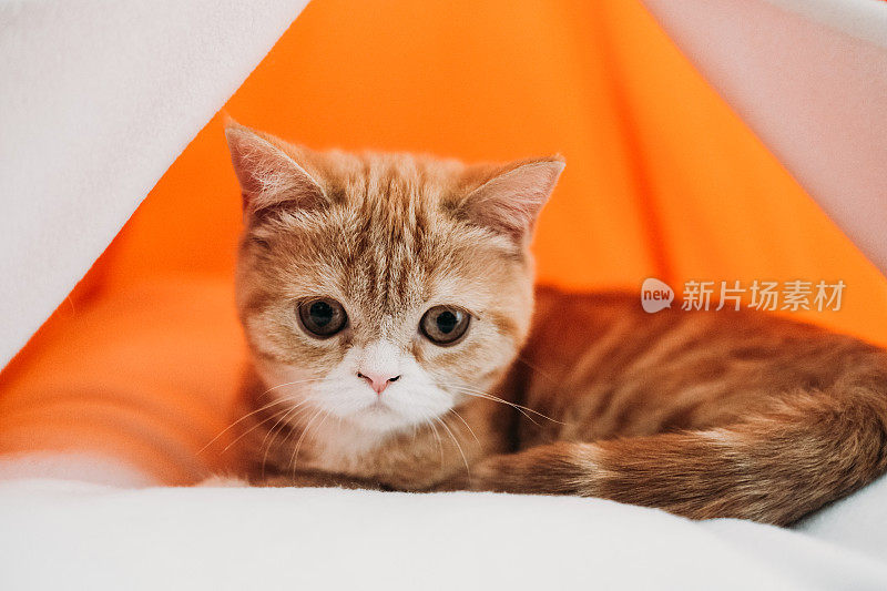 可爱的红猫躺在床上