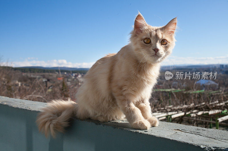 小白猫在阳台上。