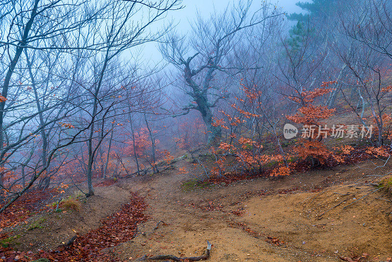 在秋日阴云密布的山上山坡上的树木，形成了神秘的景观