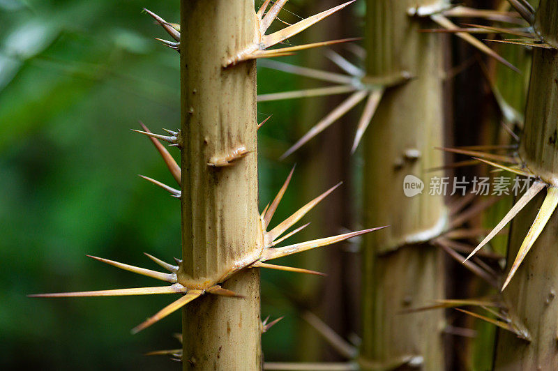 特写的菖蒲rotang尖锐的刺